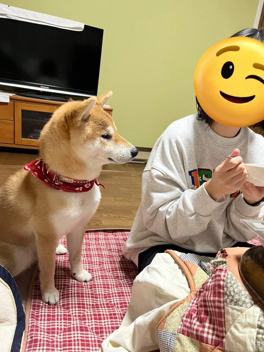 柴犬こめ1歳 (@shibainukome) / Posts and Replies / X
