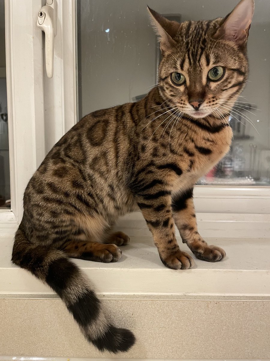 AmberStole96898's tweet photo. @MissingPetsGB #BringAmberHome
Please help little Amber ๐พ
Leads are coming in, Amber was taken from her garden, that backs onto the Alban Way.
Did u see anything suspicious at approx 6pm on the Alban Way 26/08/25โ
#Caturday
#Pettheft
#StAlbans
#Albanway
#Cycling https://t.co/xvCHwjaIW1