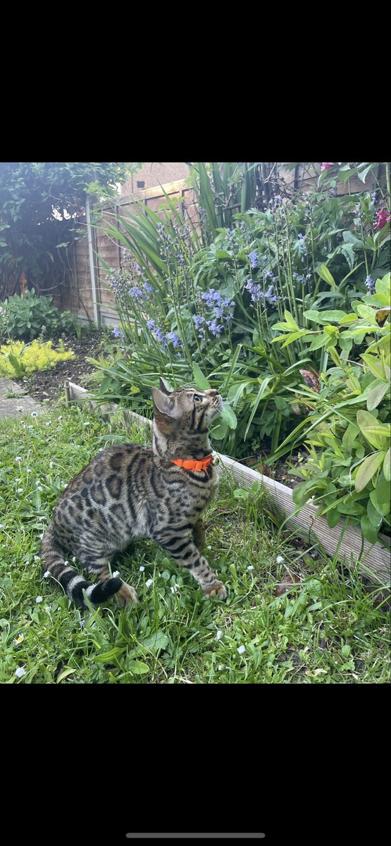 AmberStole96898's tweet photo. @MissingPetsGB #BringAmberHome
Please help little Amber ๐พ
Leads are coming in, Amber was taken from her garden, that backs onto the Alban Way.
Did u see anything suspicious at approx 6pm on the Alban Way 26/08/25โ
#Caturday
#Pettheft
#StAlbans
#Albanway
#Cycling https://t.co/xvCHwjaIW1