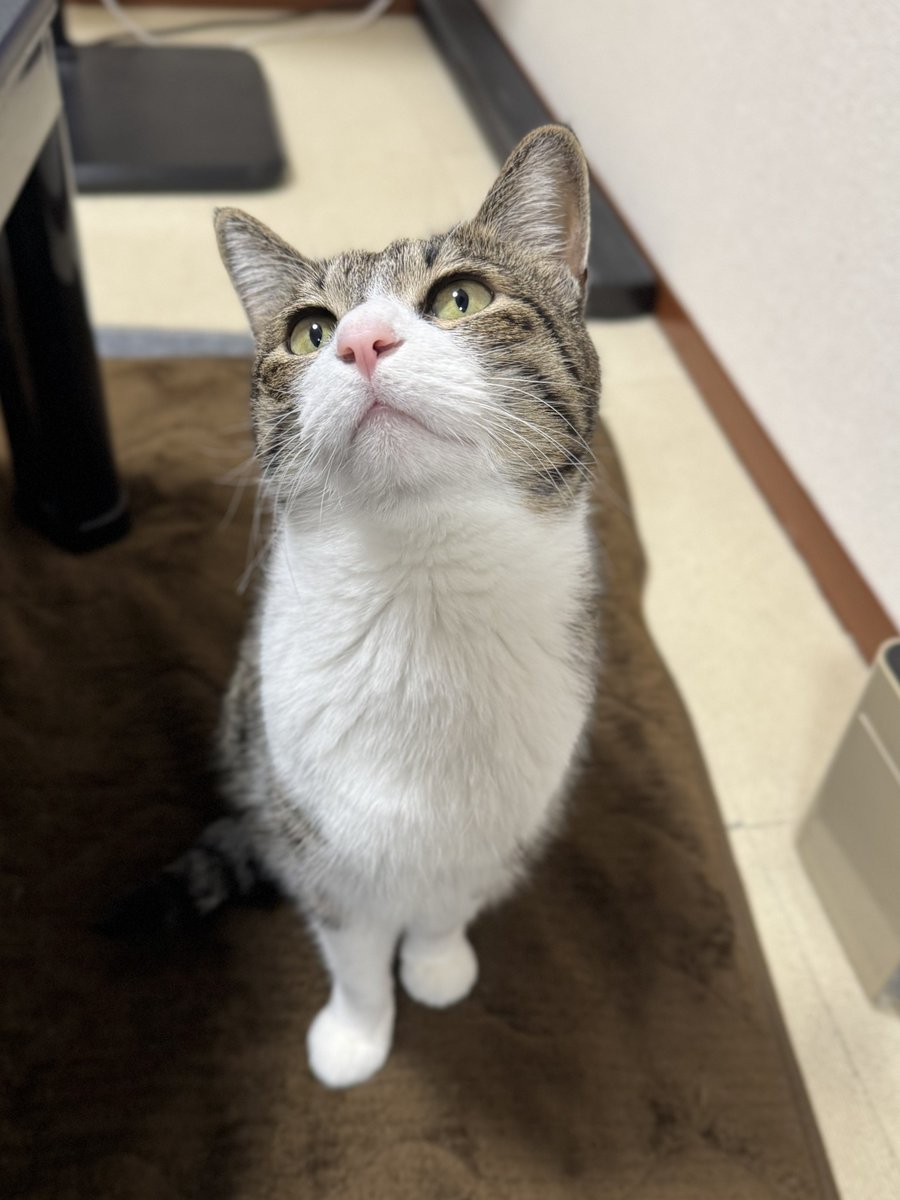 ぎんのねこ (@ginnonekoch) / Posts / X