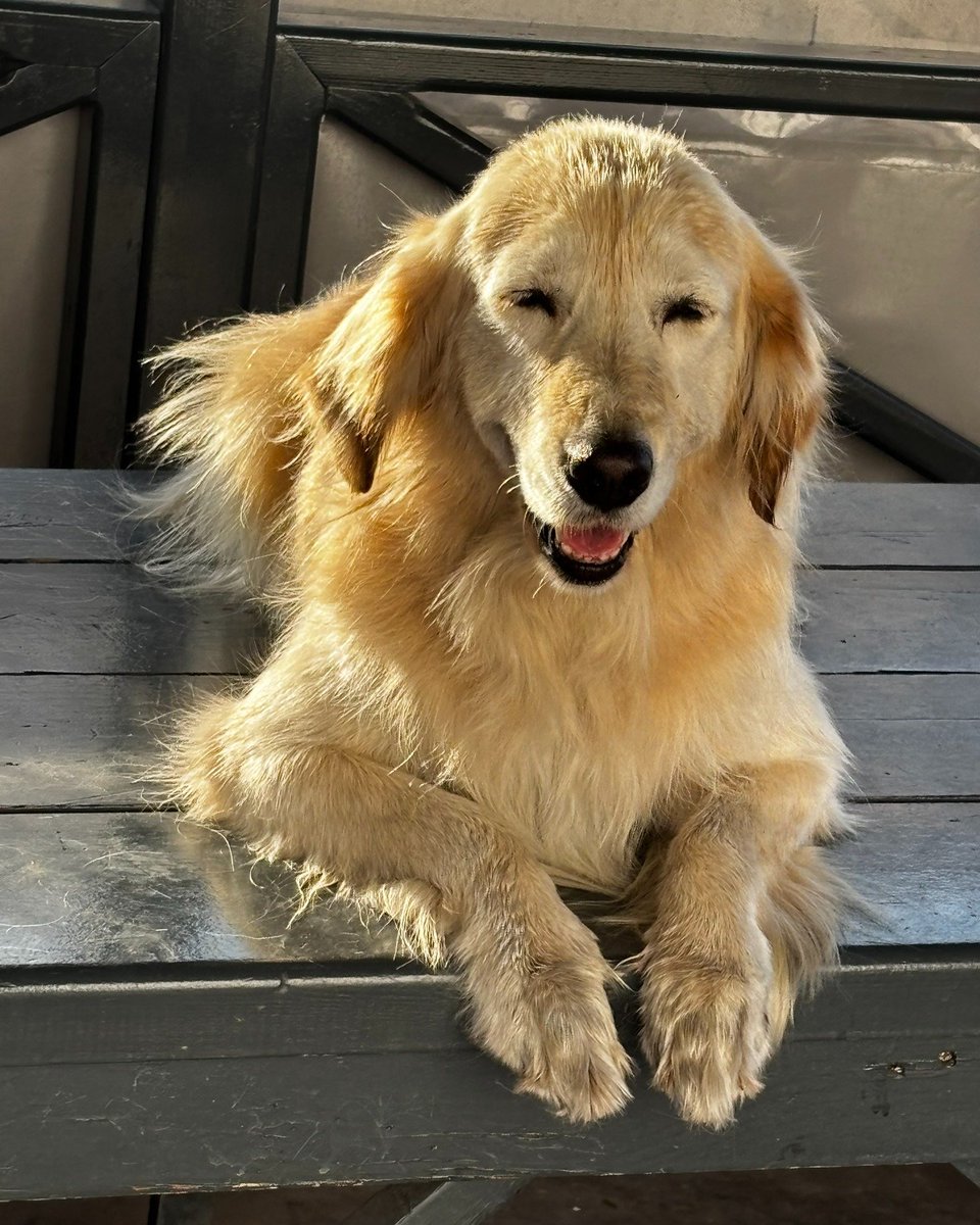 "BURSA / 3 YAŞINDAKİ TARÇIN ÖMÜRLÜK YUVASINI ARIYOR ...
0530 513 03 18
.3 yaşında...İsmi Tarçın...Tüm aşıları yapılmıştır..facebook.com/photo?fbid=130…