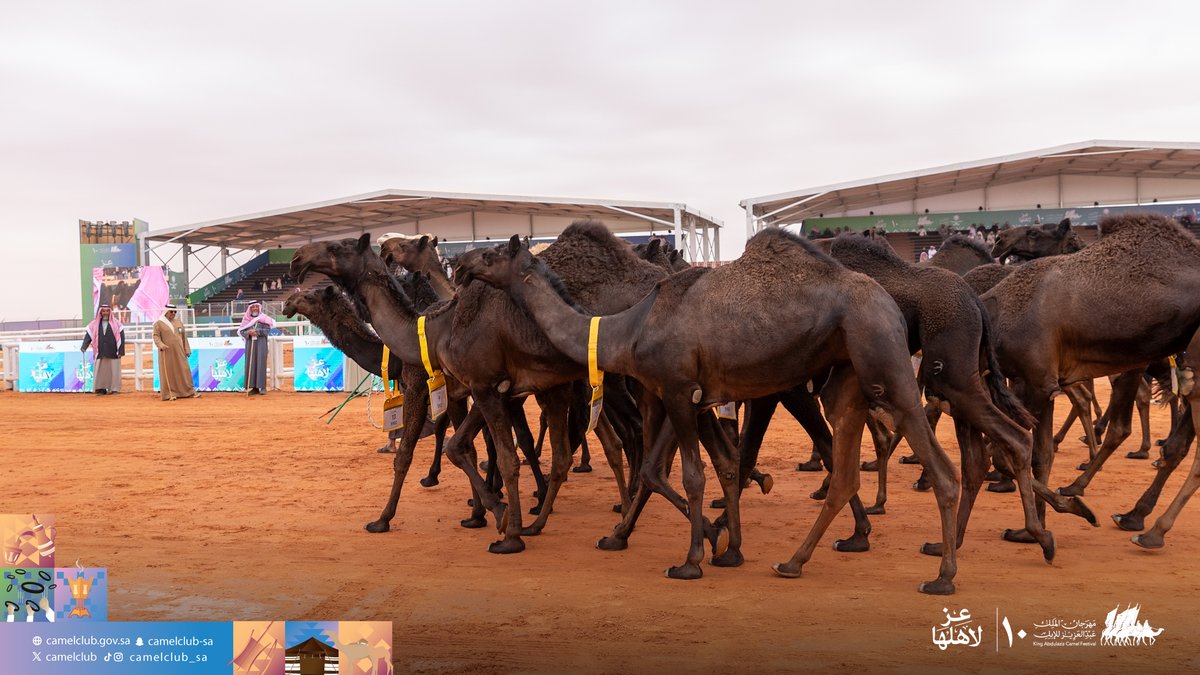 CamelClub's tweet photo. 📸| عرض اليوم الثالث عشر
 في #مهرجان_الملك_عبدالعزيز_للإبل10 🐪🇸🇦
شلفا ولي العهد "مجاهيم"

#نادي_الإبل https://t.co/2GWtCePvRX