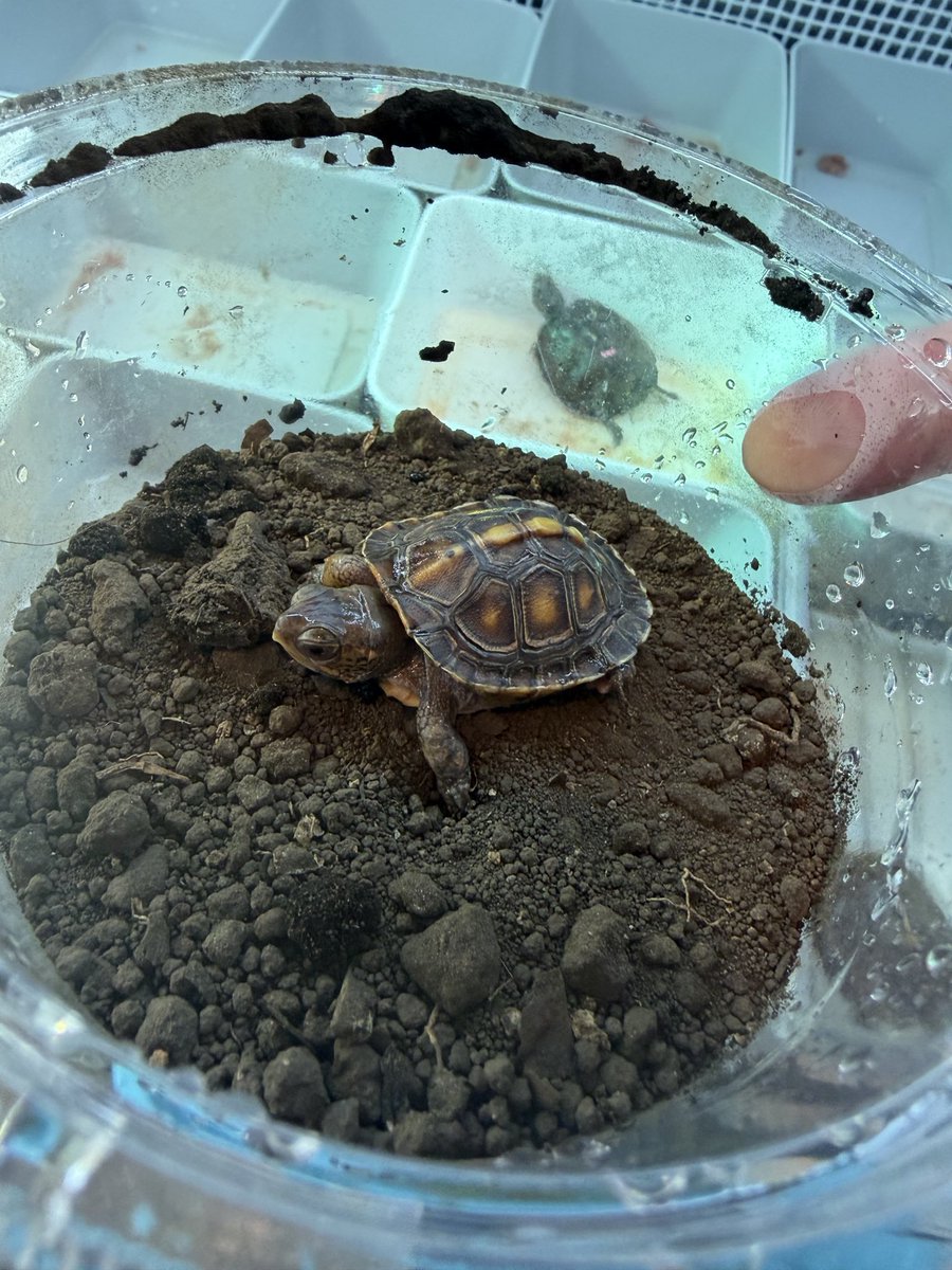 ありがとうございます