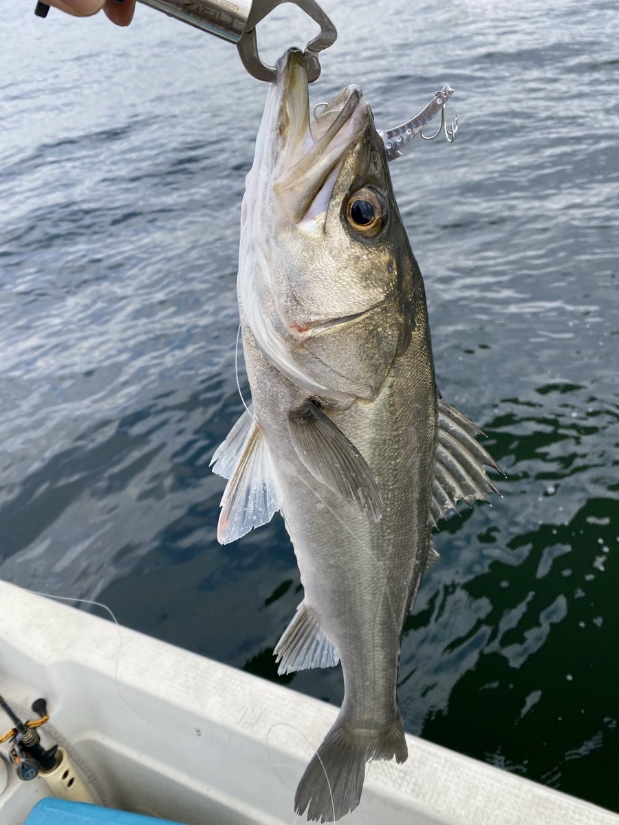 YG_seabass's tweet photo. レンタルボートシーバス

ビッグベイト、ジャイアントベイトは不発

バイブ&amp;ジギングでパツレン
後輩83cm
ワシ73cm
パイセン65cm https://t.co/ztgfQzPFHw