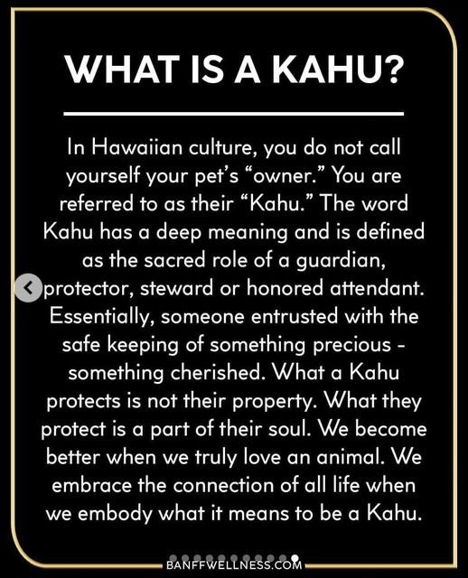 PeterEgan6's tweet image. I like this and I hope you will all join me in being a KAHU it describes precisely what having such great companion means. But I would apply it to all species they all deserve and needs us to be their KAHU 🐻🦍🐗🦣🐕🦅🦇🦁🐵🐦🐴🦉🐝