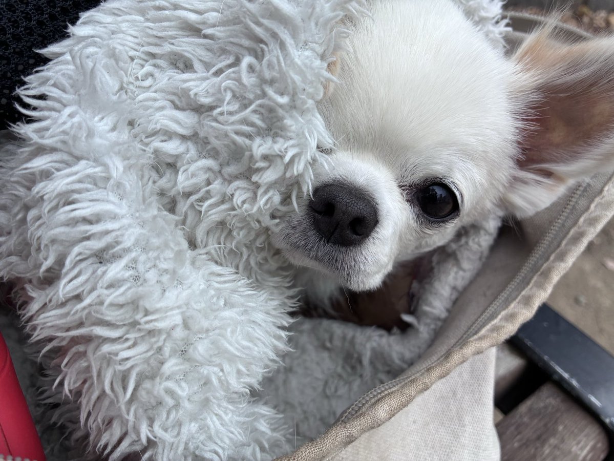 チワワ•*¨*•.¸♬︎ チワワ温度計 (…チラッ) 本日は昼間でも7℃なり🥶 これ以上は出られませ