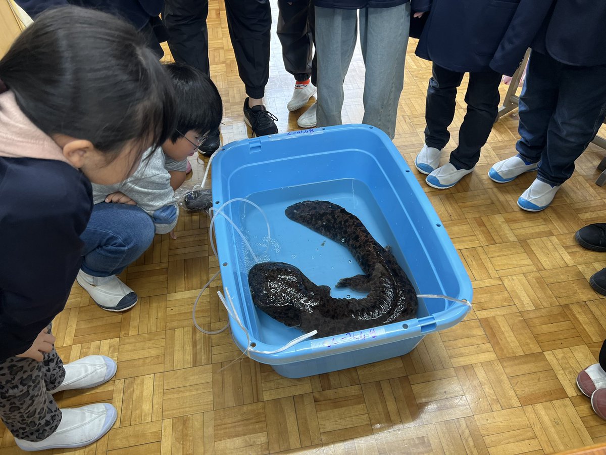 NPO法人日本ハンザキ研究所【公式】 (@NPO_hanzaki_H20) / Posts / X