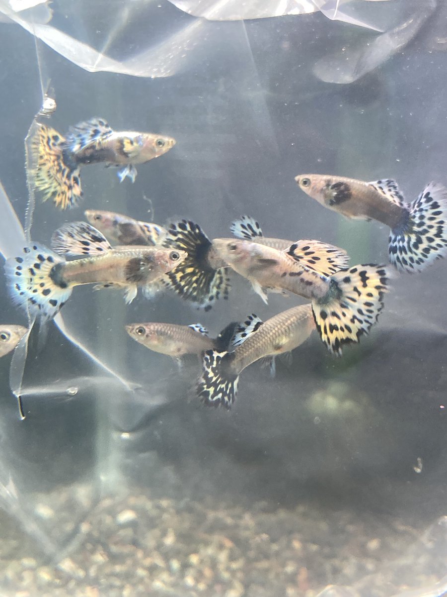 熱帯魚入荷速報！ 国産グッピーのペア、いろいろ入荷しました