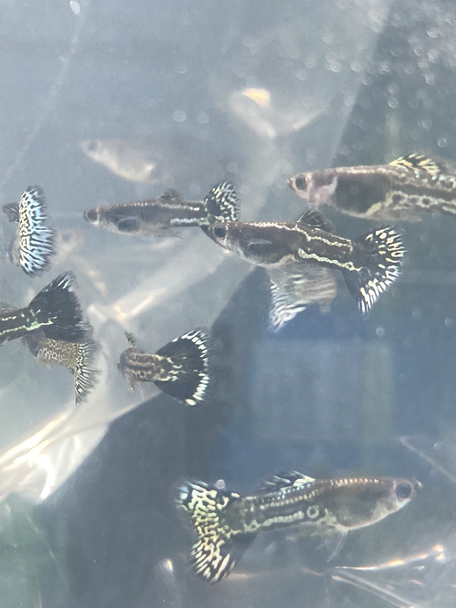 熱帯魚入荷速報！ 国産グッピーのペア、いろいろ入荷しました