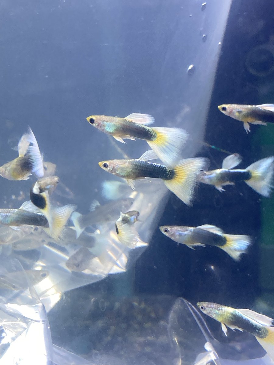 熱帯魚入荷速報！ 国産グッピーのペア、いろいろ入荷しました