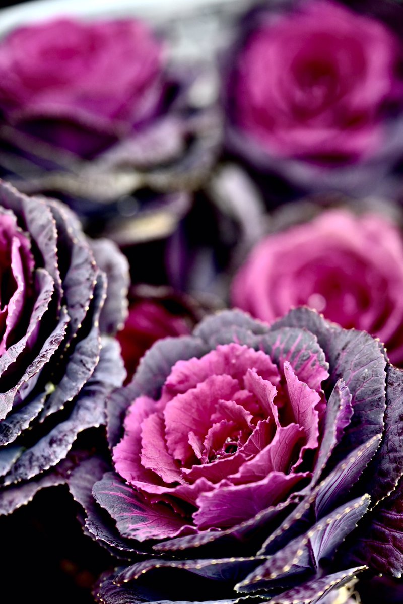 Flower Photo Club Community on X - 4.4K Members