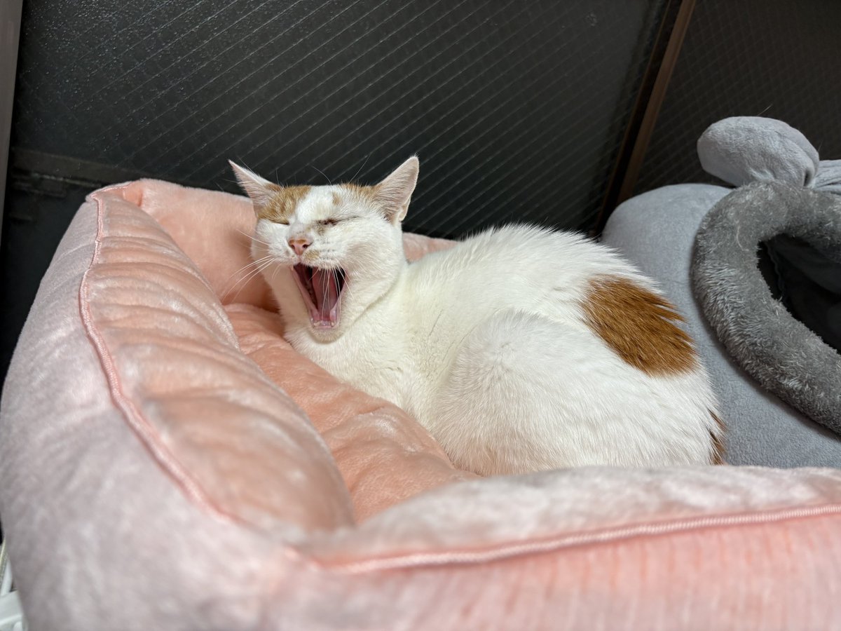 譲渡型保護猫Cafe あおねこ(新潟県田上町) (@aoneko_cafe) / Posts / X