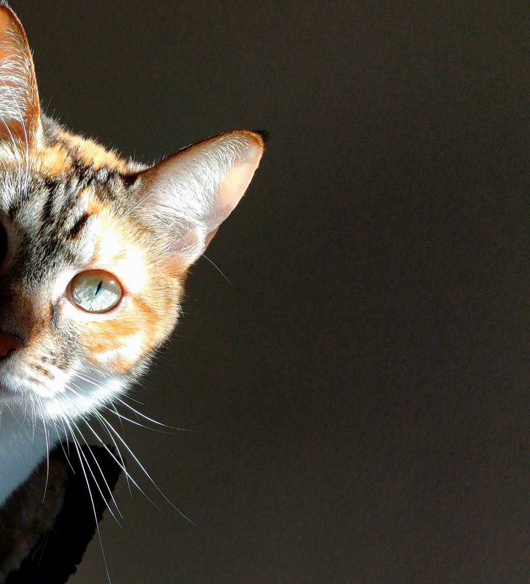 kitcatpuzzle's tweet photo. Peekaboo ๐ธ
#catantics #peekaboo #caturday #catlife #calicocuties
https://t.co/YOCUhddnht https://t.co/1IbHpqLGiJ