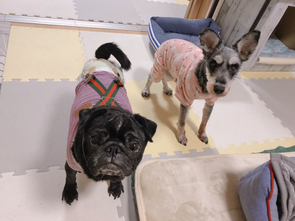 昨年の今頃こん太が逝き、続いて年明けにのあも逝き…
ふたりのいない初めての冬で、言いようのない寂しさがある。

会いたいなぁって何度も思い出す日々。