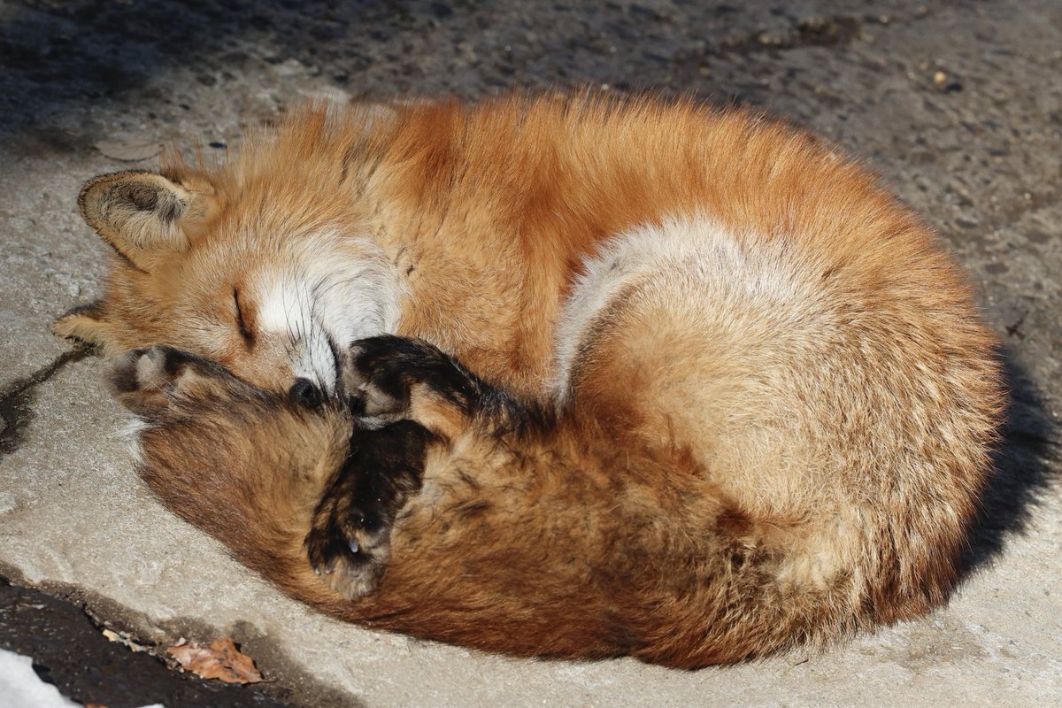 狐仙人乃弟子 トコノ オルタ (@ttt_zegu952) on Twitter photo 