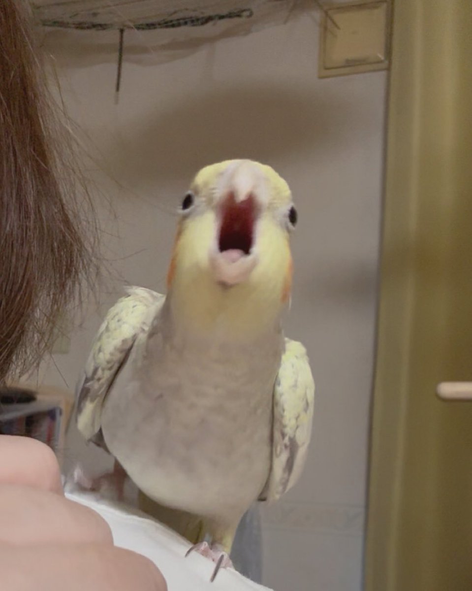 エンダァァァ〜〜〜🎶
#オカメインコ