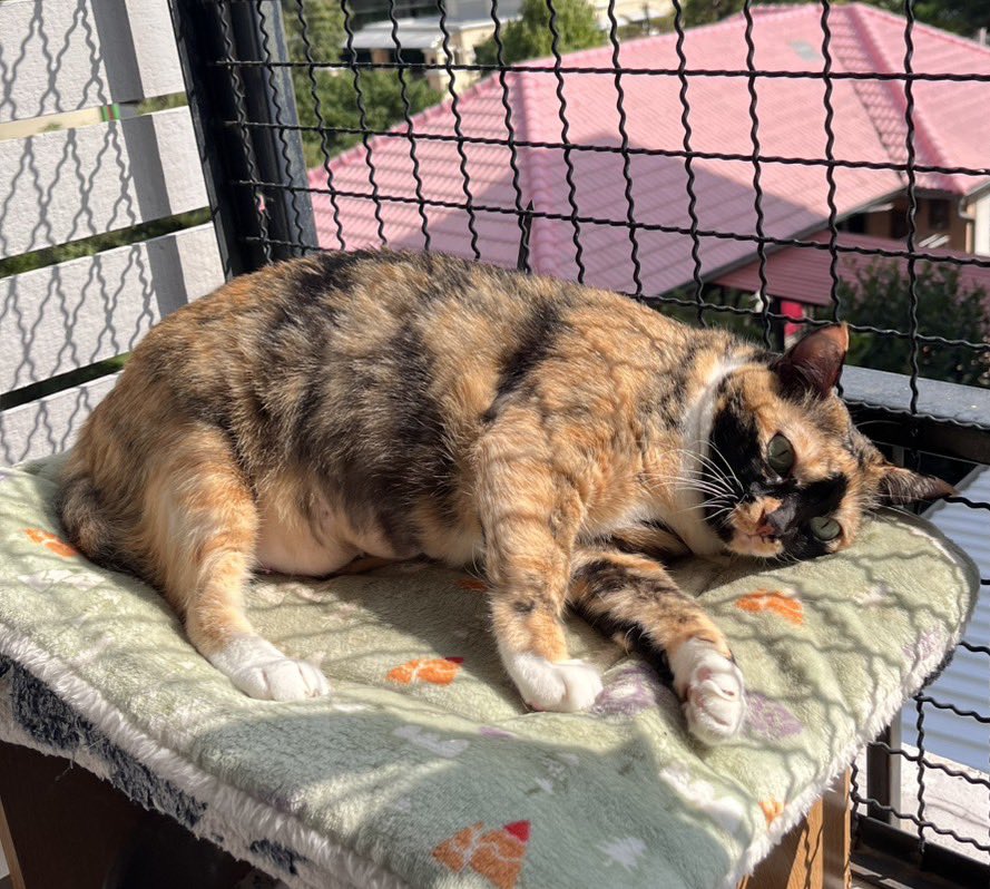 ถ้านี่ไม่ใช่แมวที่มีความสุขกับการนอนอาบแดดมากที่สุด🥺🤏🏻🤏🏻