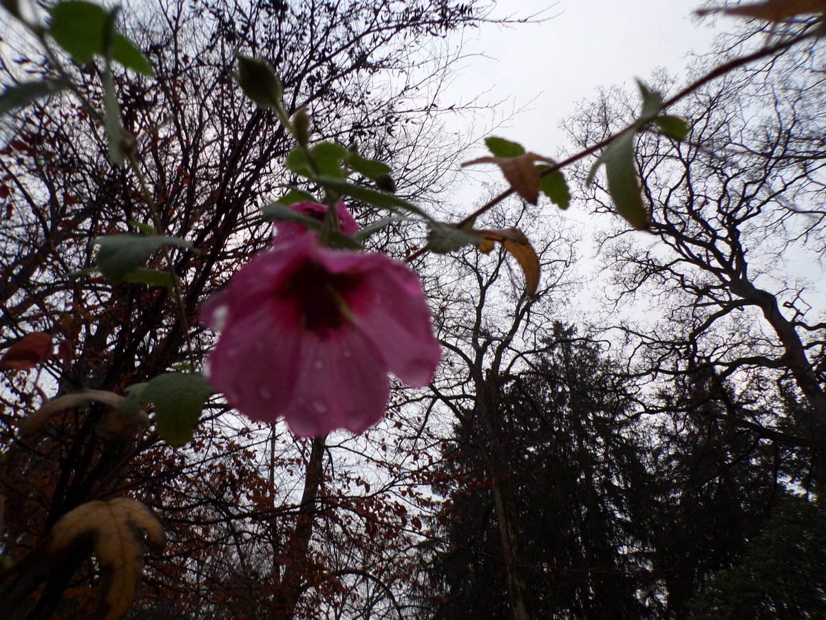 Fleurette dans la brume...  📸
Un peu de rose dans le gris
Tendresse au Pays de Marie...💗