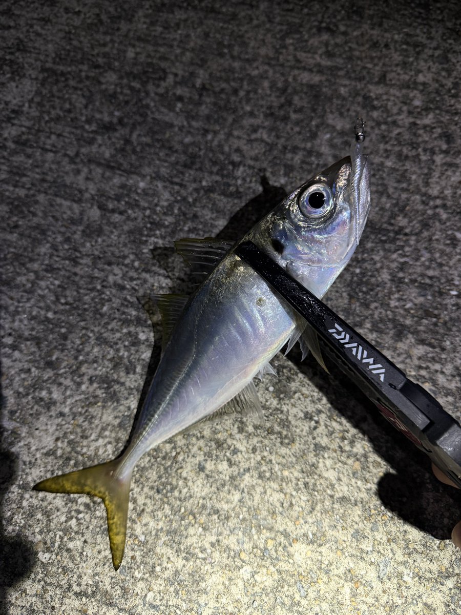 しましま⚫︎ Kyosho 1:64 Lamborghini Jarama on Aoshima Gurachan Collection SSR