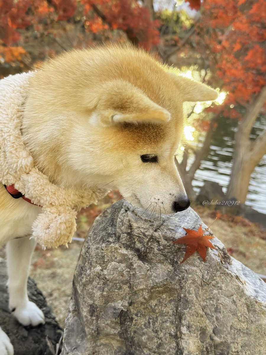 柴犬もも (@shiba210912) / Posts / X