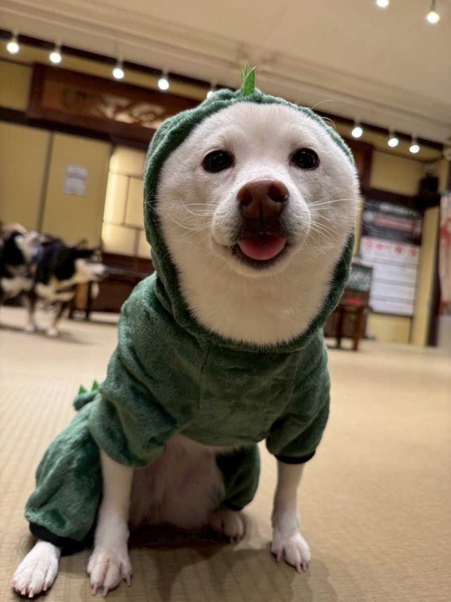 ちとせ豆の怪獣さんコスチューム🐉 ちとせ豆「がぁおおおっですから