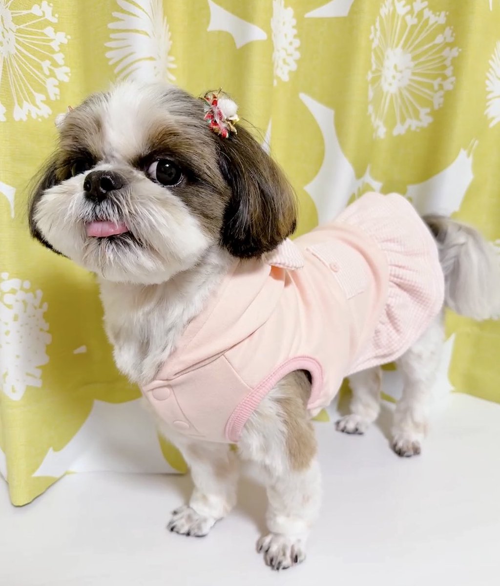 シーズーのお嬢さん (@Ojousan_ShihTzu) / Posts / X