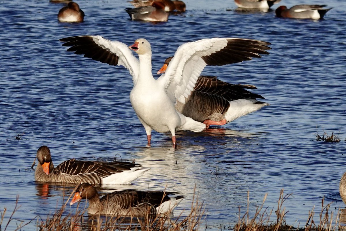 DarbyBug's tweet image. Snow Goose on Crossens Inner #Marshside