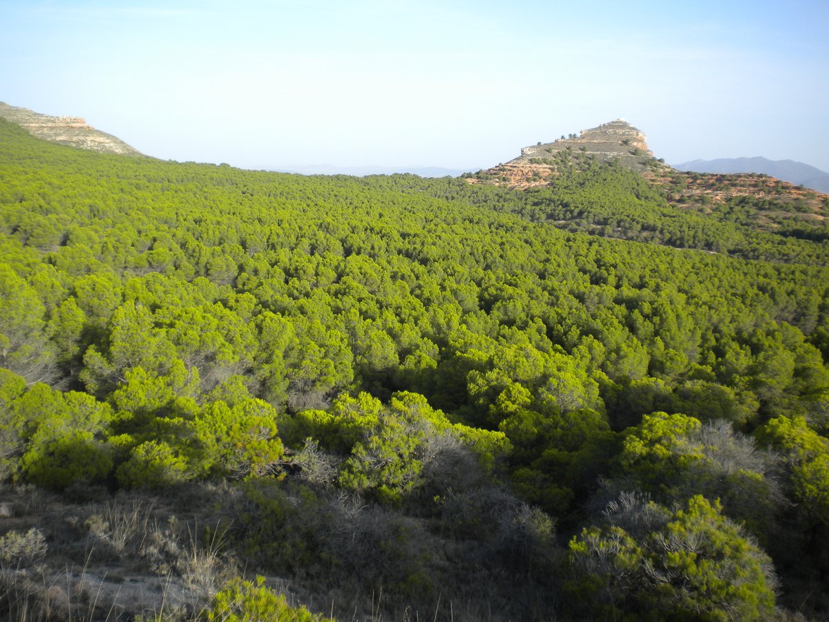 Uno de los retos de los forestales españoles es la regeneración natural de las masas artificiales legado de repoblaciones del siglo XX. Se consigue aplicando cortas de regeneración adecuadas que, además, pueden facilitar la entrada de plantas de otras especies arbóreas. Hilo⏬