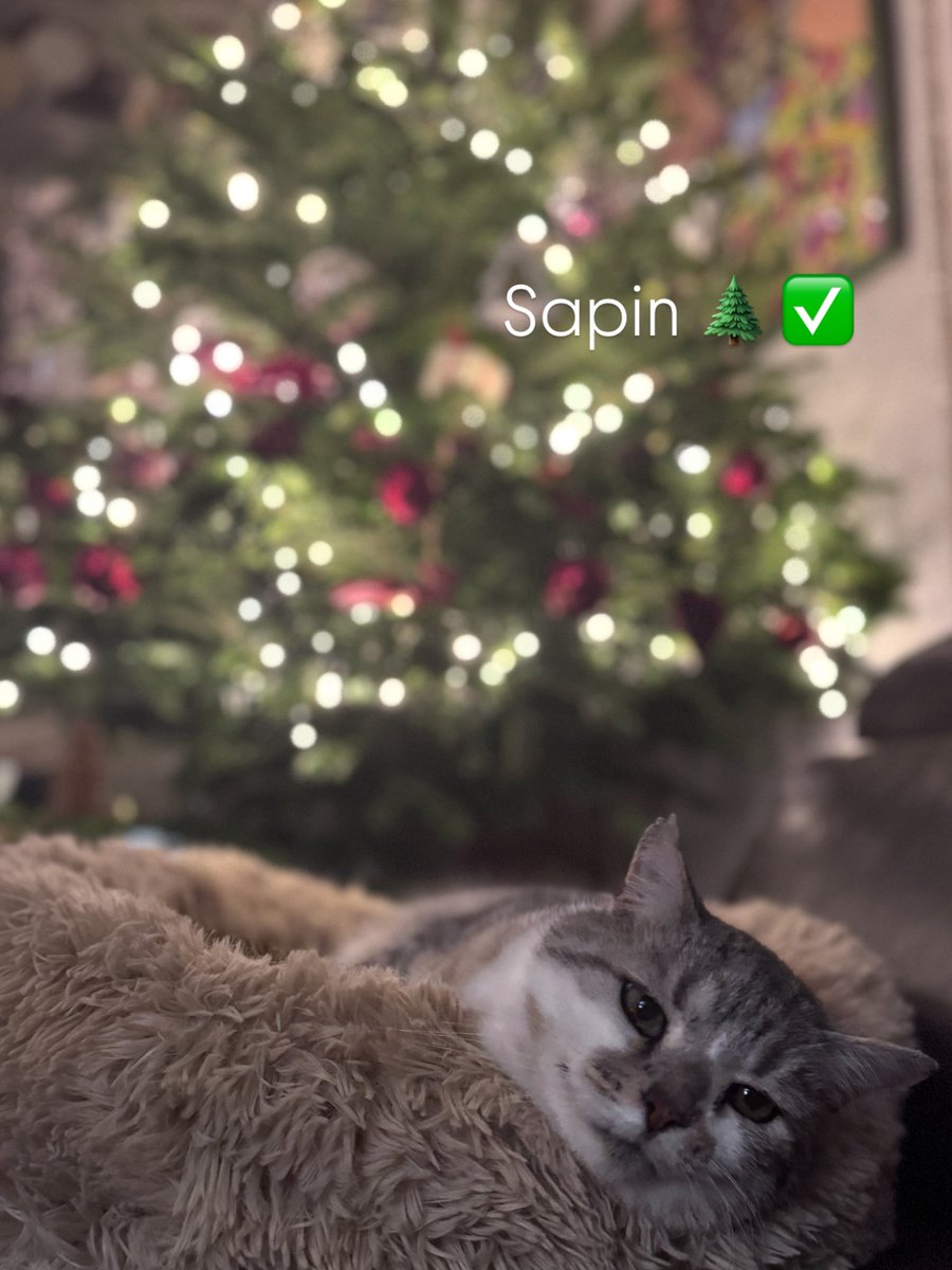 stephble's tweet image. Sapin ✅🎄#noel #sapin #deco #chat #cat