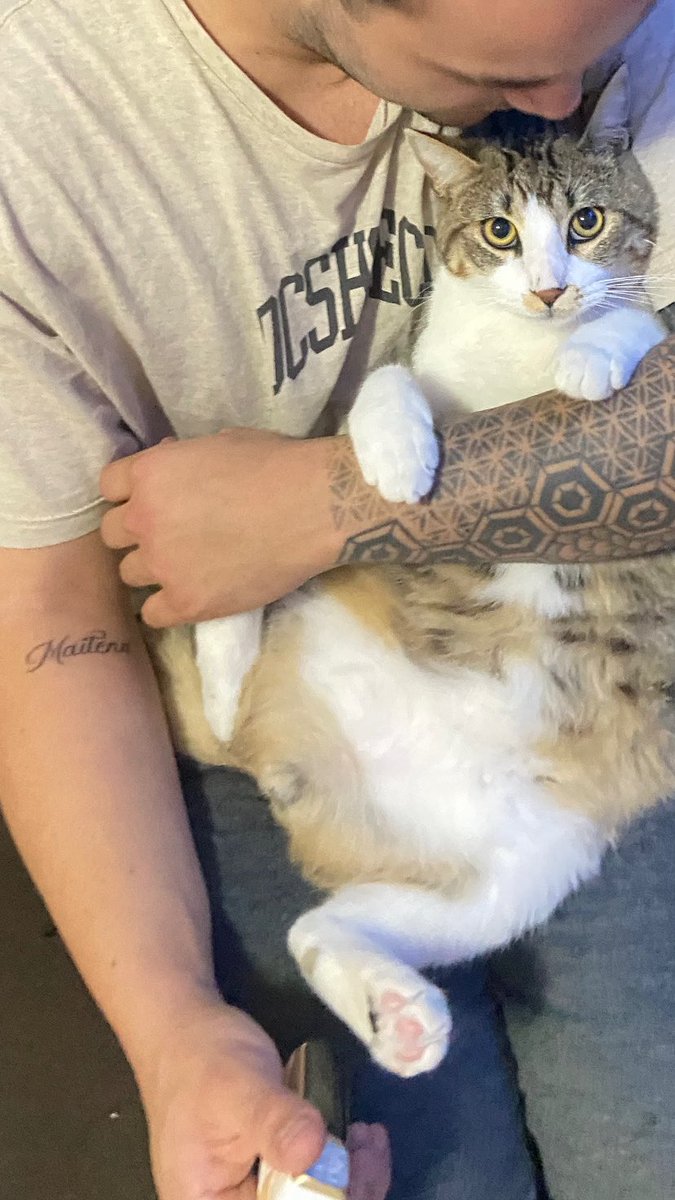 miiiis dos gatitooos juntos