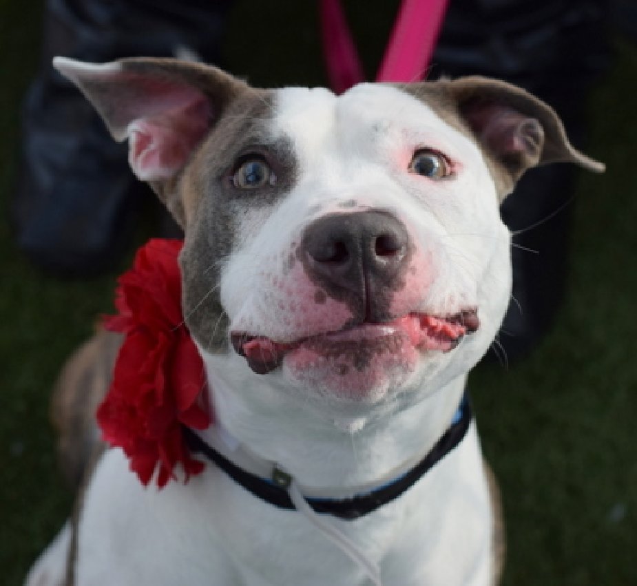 NMBewitched's tweet image. #ChristmasWishes

Georgie wants to be #HomeforChristmas 

#AdoptMe 
nycacc.app/#/browse/241524