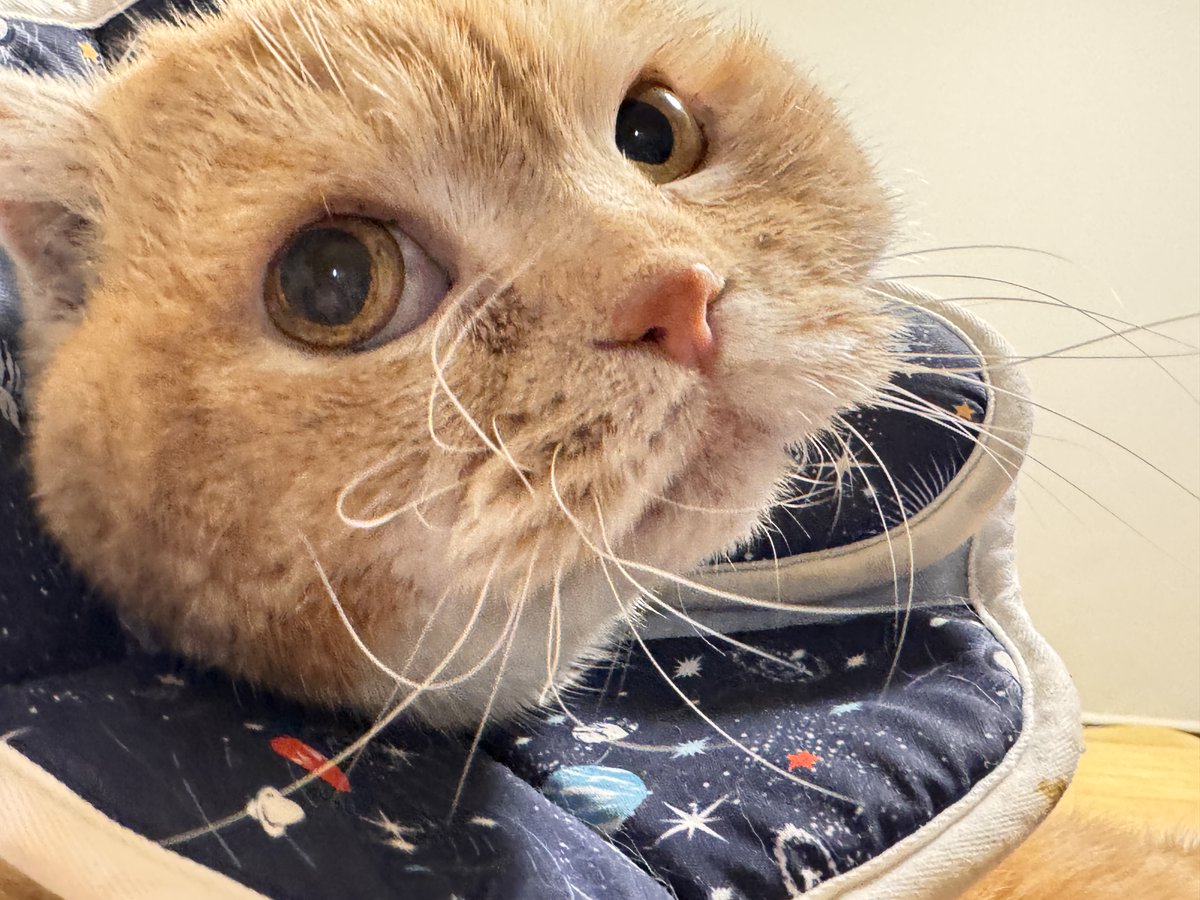 追崎 史敏@まいけるパパ tweet media