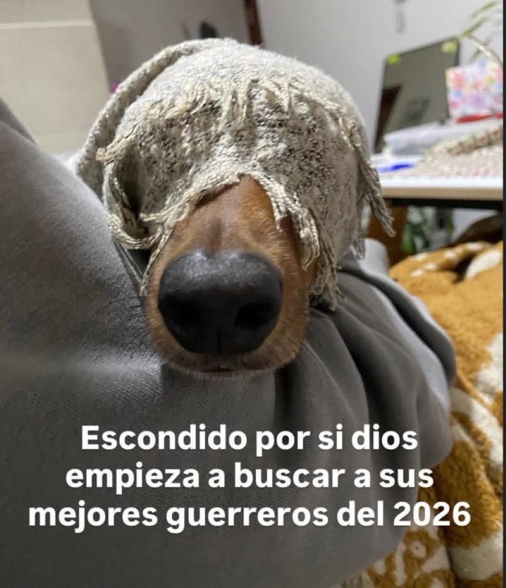 Dilo con perritos tweet media