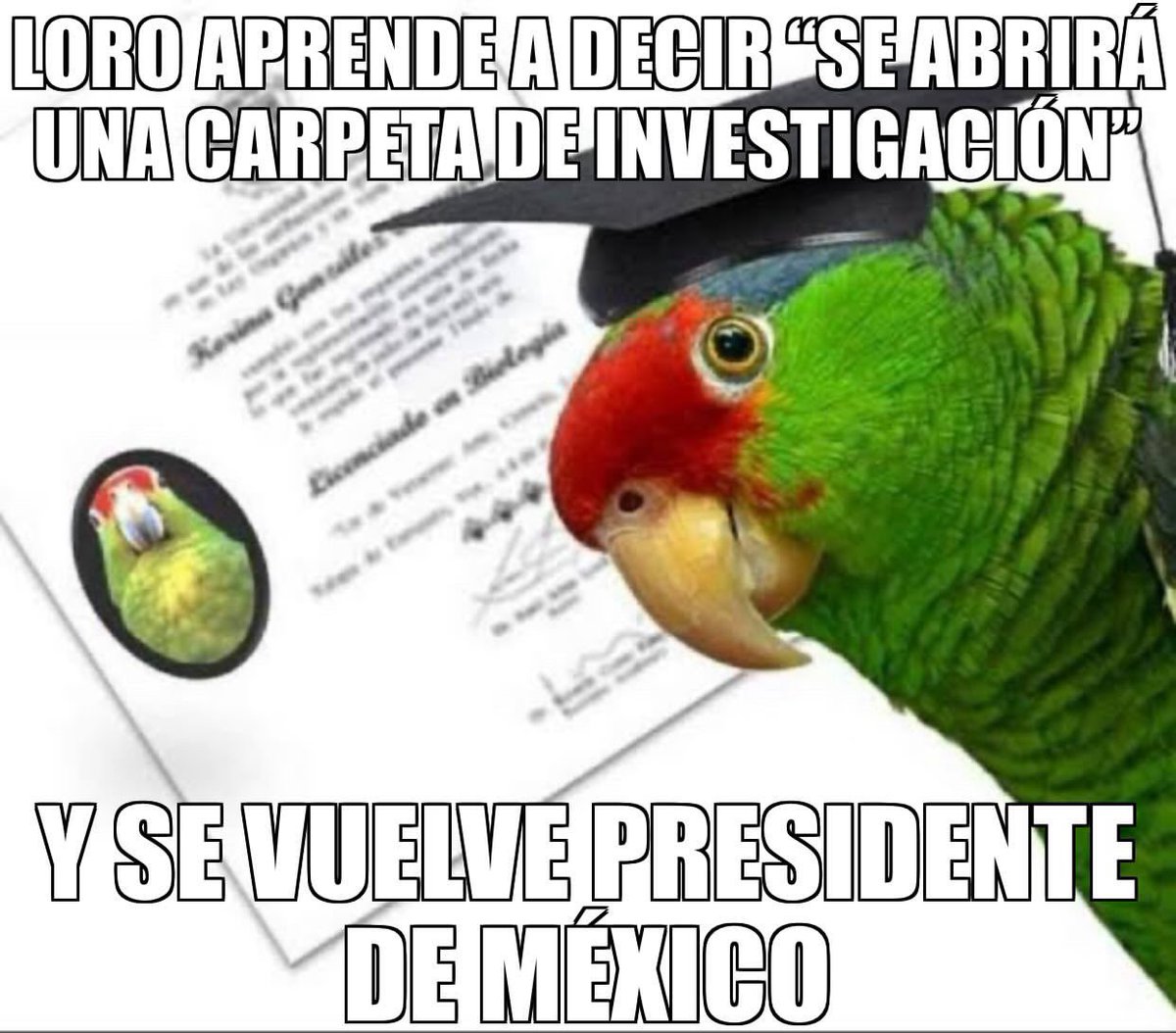Yo voté por él… 🤭