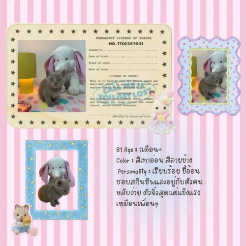 fyfee tweet media