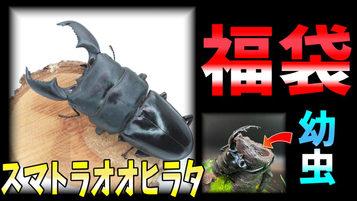 Post by ゆずっち！ on X: 福袋