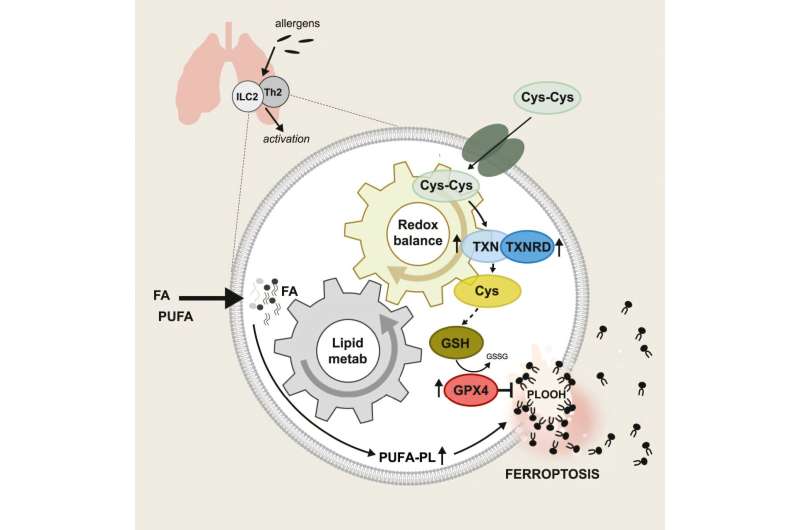 Aller_MD's tweet image. New vulnerability of #asthma #immune #cells discovered. Why do certain immune cells remain permanently active in allergic asthma—even in an environment that should actually damage them?  medicalxpress.com/news/2025-12-v…