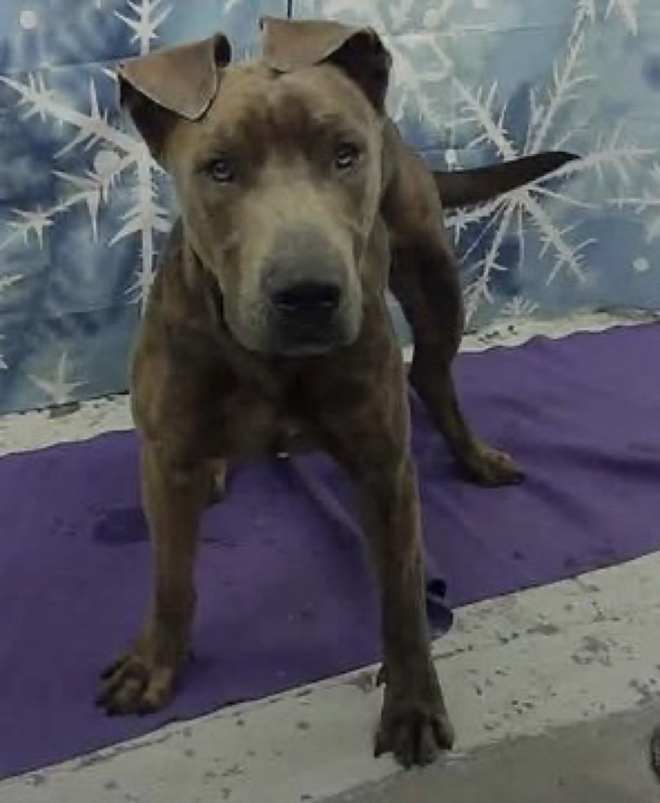 SabaMekaZeus's tweet image. 🆘 CRITICAL in #HoustonTX

Please ADOPT or FOSTER this Beautiful 2 yr old PRETZEL from BARC Houston before 12pm Today to Save his precious life🙏🐾
Contact @PawsnTails4TX 👇🏼