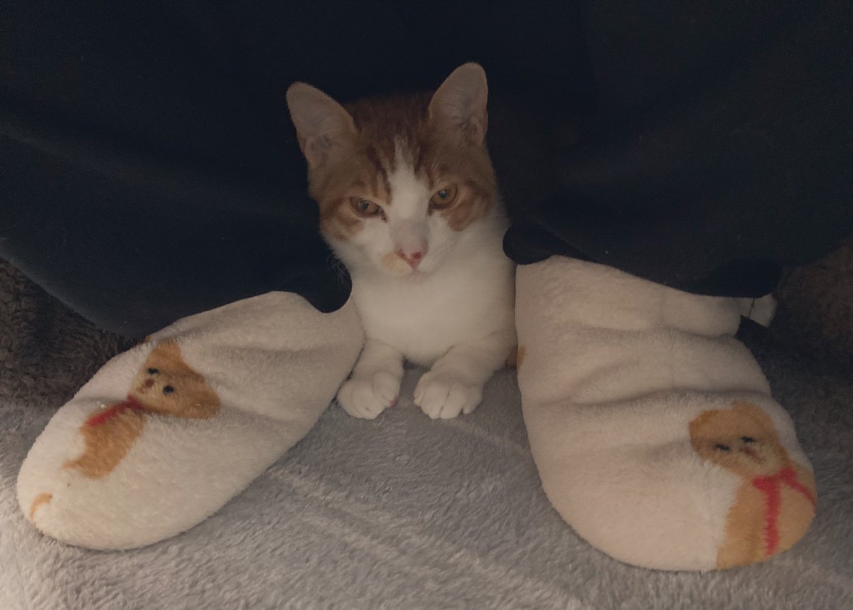 踏(ふみ)ちゃん (@_humimi_) / Posts / X