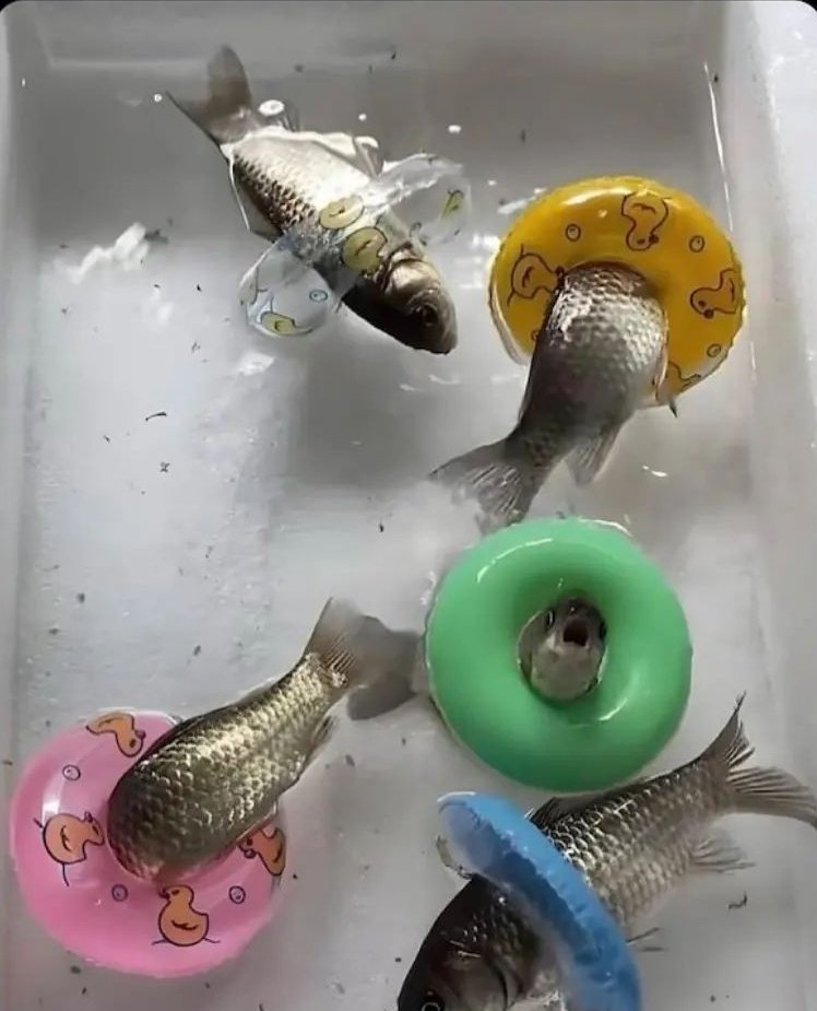 fuckilitirolu's tweet photo. #savefishes https://t.co/b6XiLhLbMu