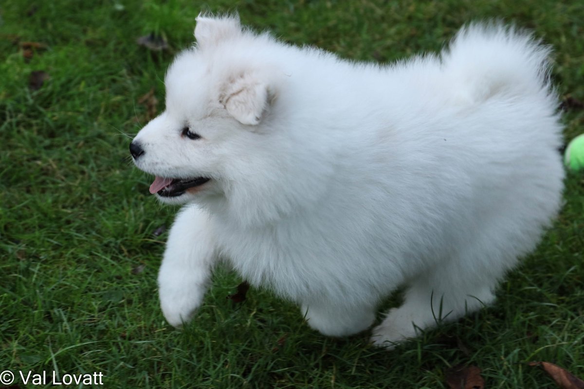 VLPhotography_'s tweet photo. Our puppy. #Samoyed #Puppy https://t.co/JpzDF9lXmi