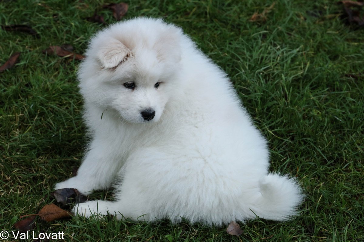 VLPhotography_'s tweet photo. Our puppy. #Samoyed #Puppy https://t.co/JpzDF9lXmi