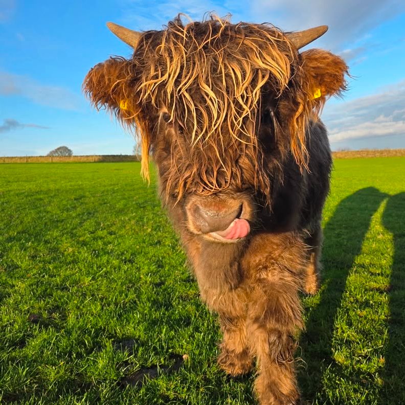 📅 14th December 2025
🐮 Stubbs
🏷️ Instagram/highlandcowsofthepeak
💕 #animaloftheday