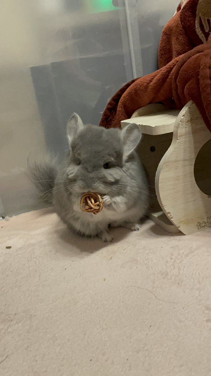 山田꒰՞ ܸ. . ܸ ՞꒱四畳半 (@ShiDa4643) / Posts / X