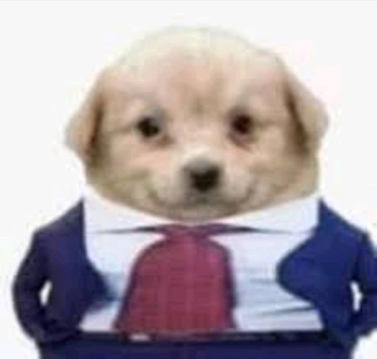 miqatarsis's tweet image. pregunto a unas chicas si estaban para rendir y me dicen sisi sentate a repasar con nosotras que estamos esperando a la profe 
les dije que yo soy la profe como este meme