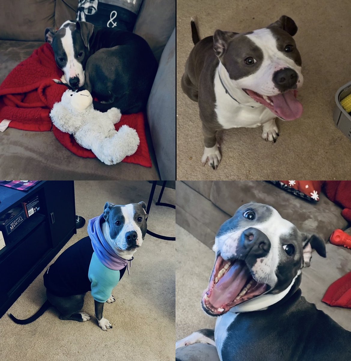 I adopted Koko a year ago thinking I was giving her a home. What I didn’t know was how much comfort, joy, and healing she’d bring into my life.
She’s truly made everything better. Happy Gotcha Day to my baby, Koko 🐶💖🤗