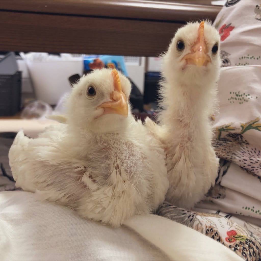 ハルヲ。 (@86_haruo) / Posts / X