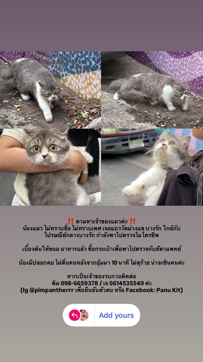 CatsterClub's tweet photo. ‼️ตามหาเจ้าของแมวค่ะ ‼️
น้องแมว ไม่ทราบชื่อ ไม่ทราบเพศ เจอแถววัดม่วงแข บางรัก ใกล้กับไปรษณีย์กลางบางรัก กำลังพาไปตรวจไมโครชิพ 

เบื้องต้นให้ขนม อาหารแล้ว ซื้อกระเป๋าเพื่อพาไปตรวจกับสัตวแพทย์ 

น้องมีปลอกคอ ไม่ตื่นคนหลังจากอุ้มมา 10 นาที ไม่ดุร้าย น่าจะชินคนค่ะ

หากเป็นเจ้าของรบกวนติดต่อ
พิม 098-6659378 / เจ 0614535549 ค่ะ 
(Ig @pimpantherrr เพื่อยืนยันตัวตน หรือ Facebook: Panu Kit)