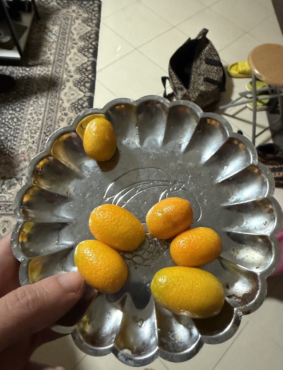 بقالنا سنة بنزرع شجر برتقان عشان نطلع بالمحصول ده