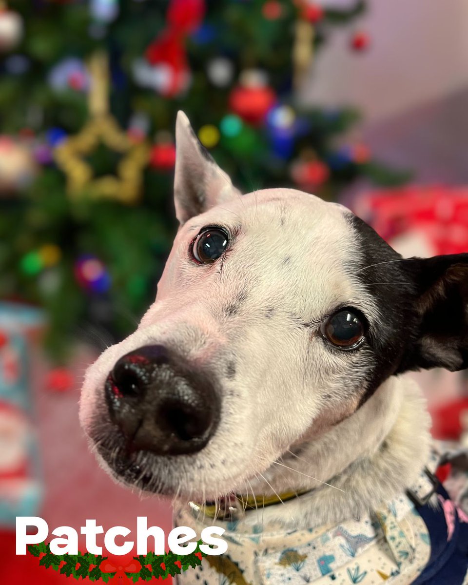 Dogs Trust Merseyside tweet media